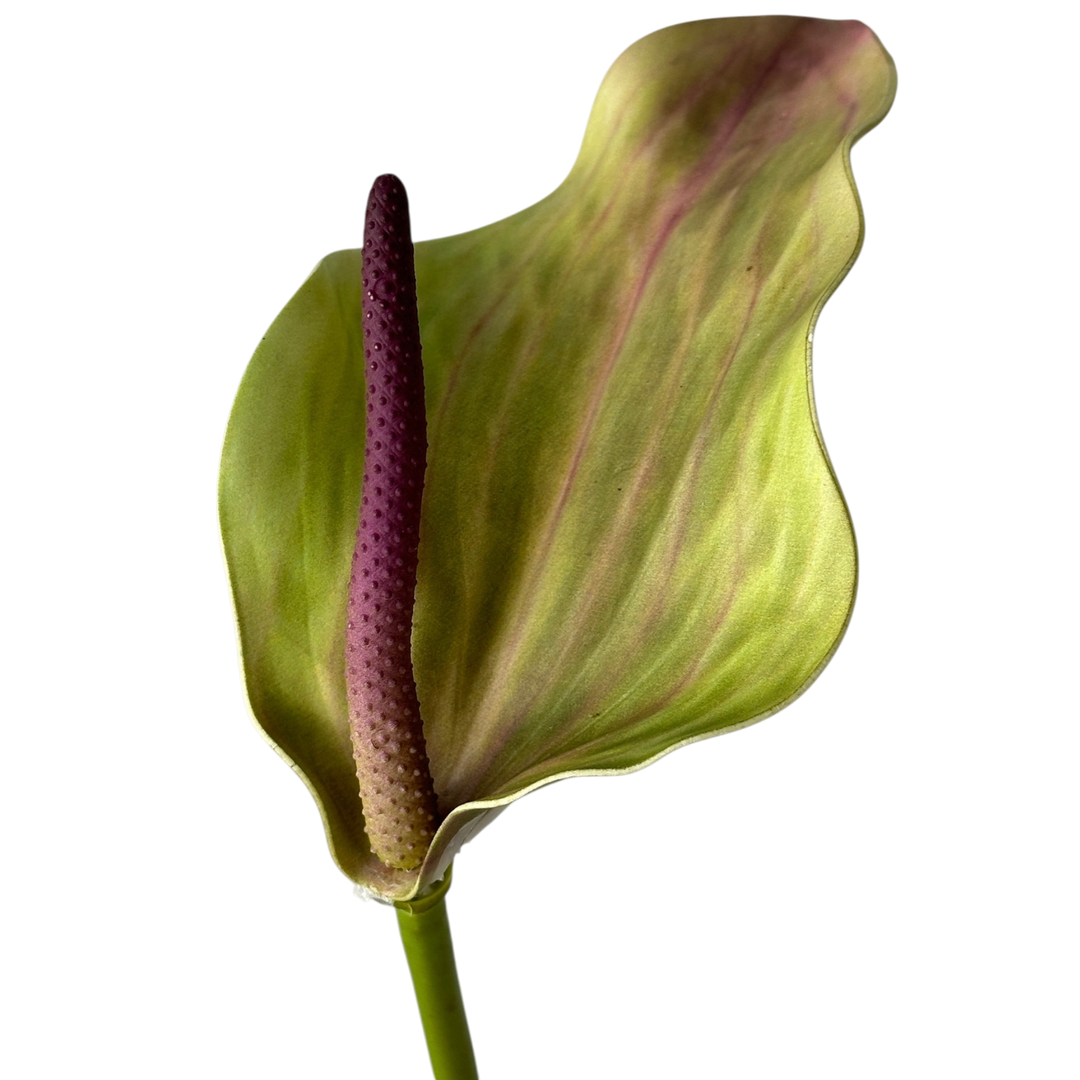 Anthurium