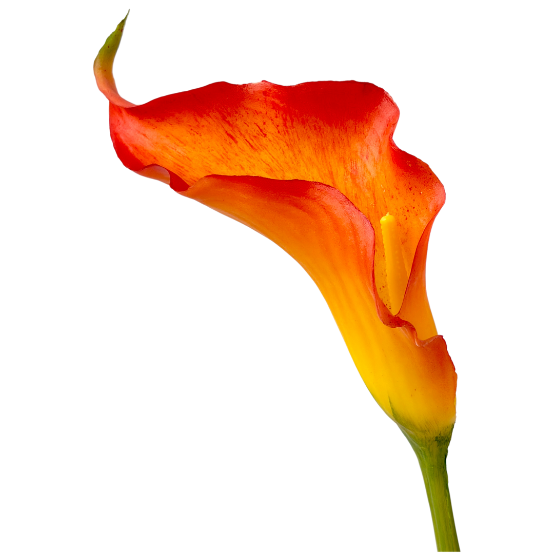 Calla Lily