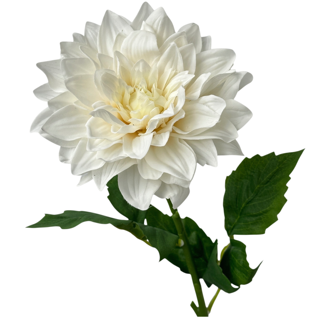 Dahlia