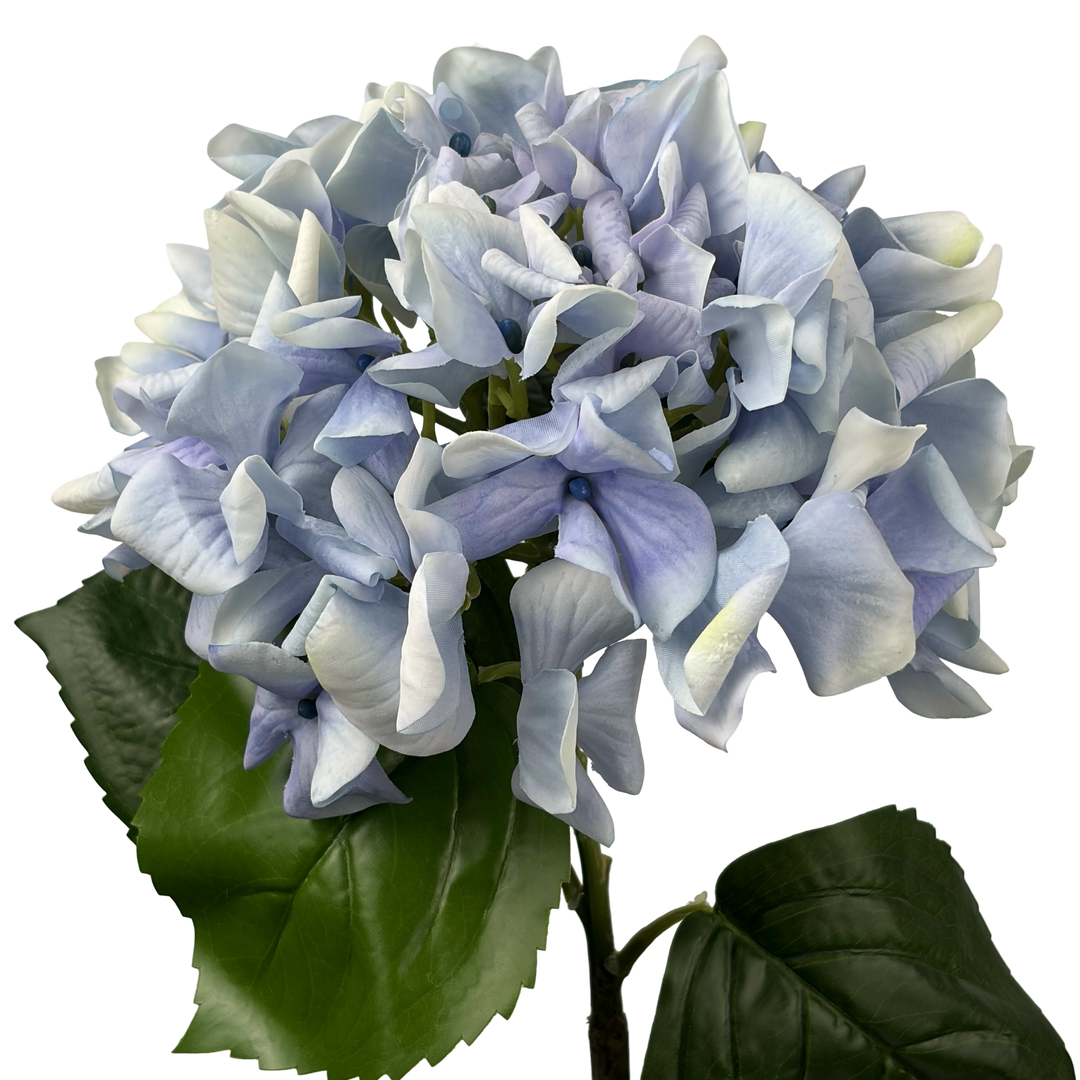 Hydrangea