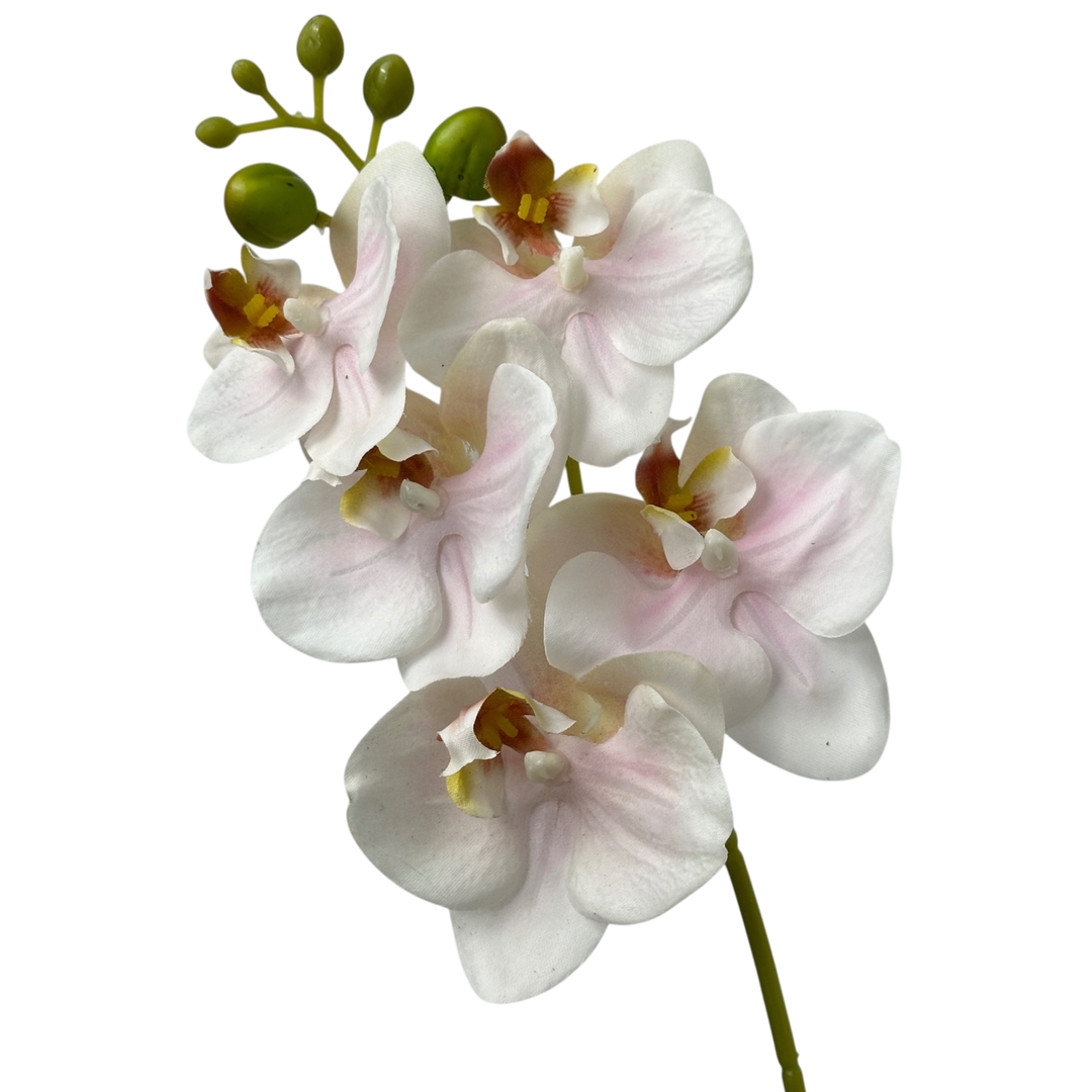 Orchid
