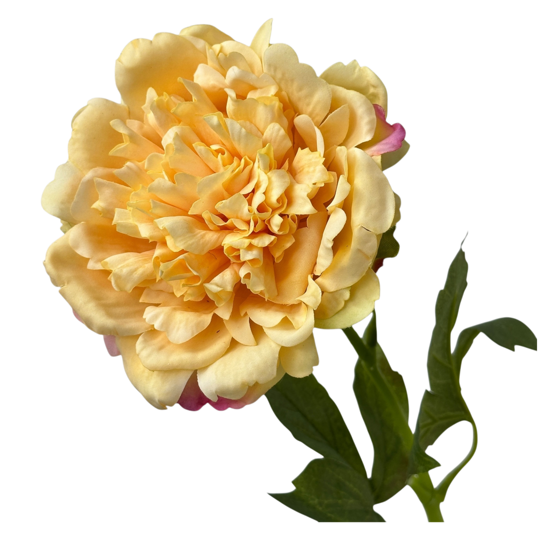 Peony