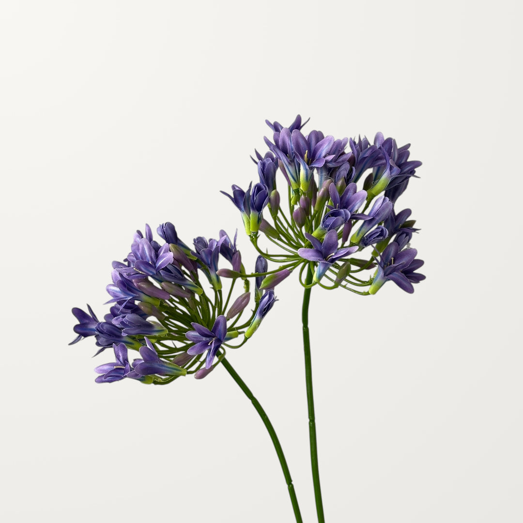 Agapanthus – Lavender - view 2