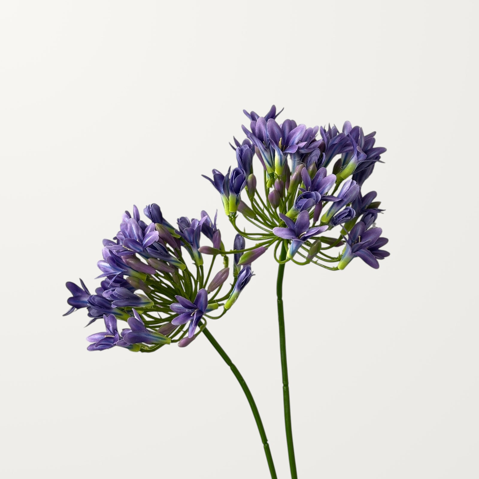 Agapanthus – Lavender - view 2