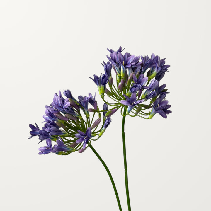 Agapanthus – Lavender - view 2