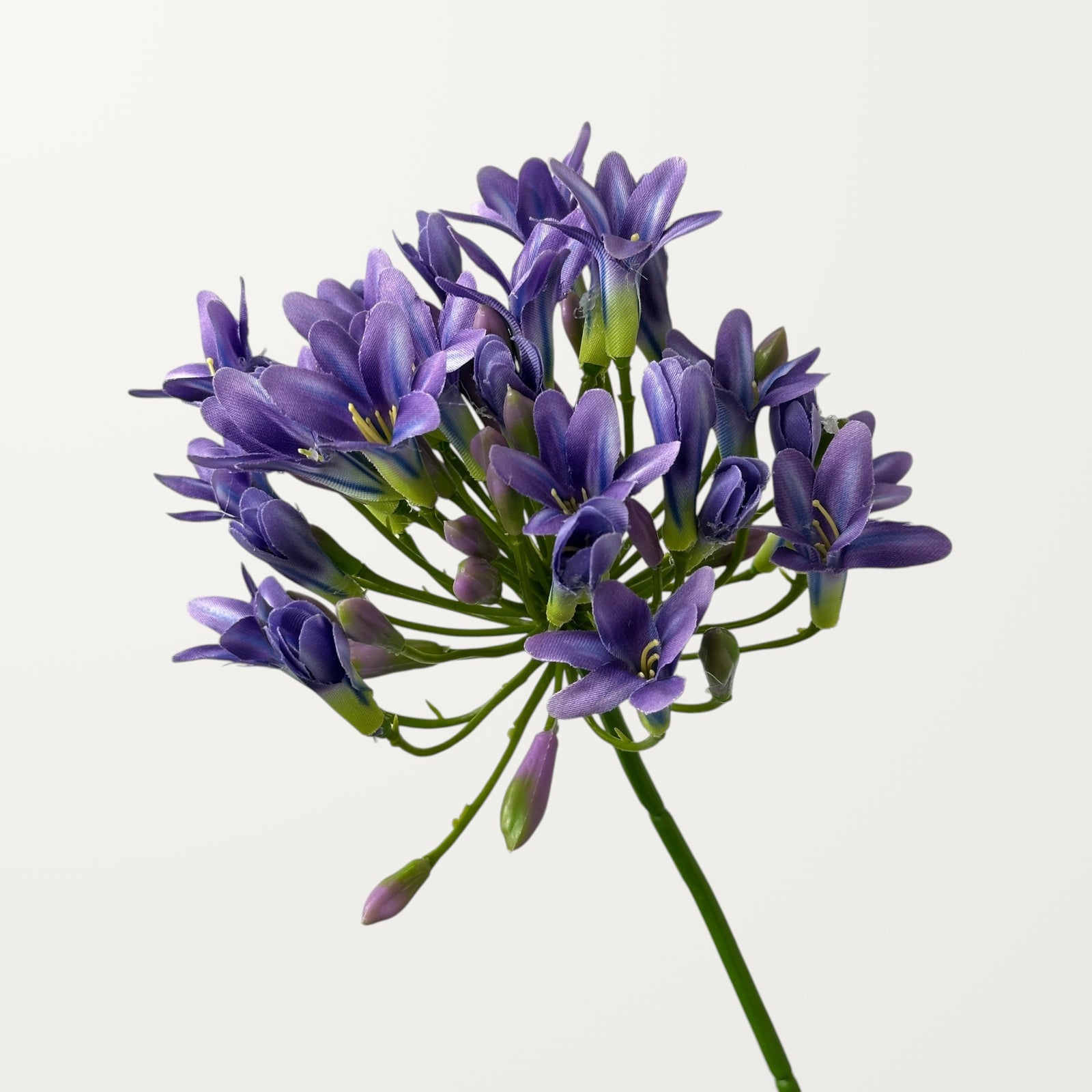 Agapanthus – Lavender