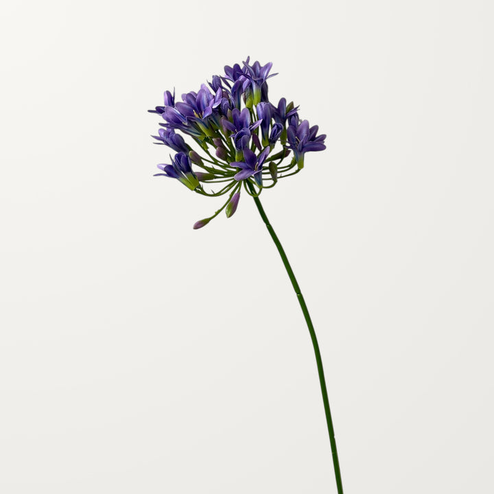 Agapanthus – Lavender - view 3