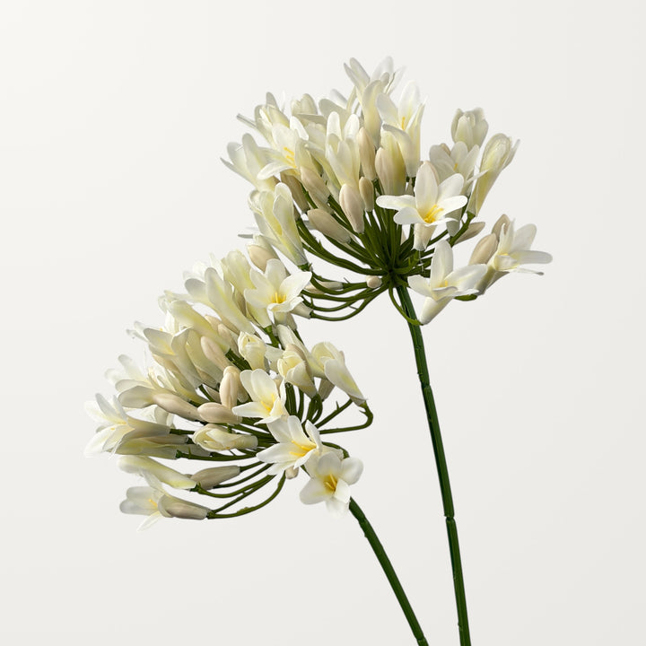 Agapanthus – White - view 2