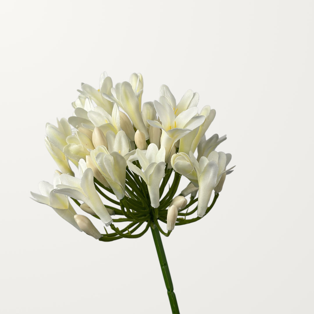 Agapanthus – White
