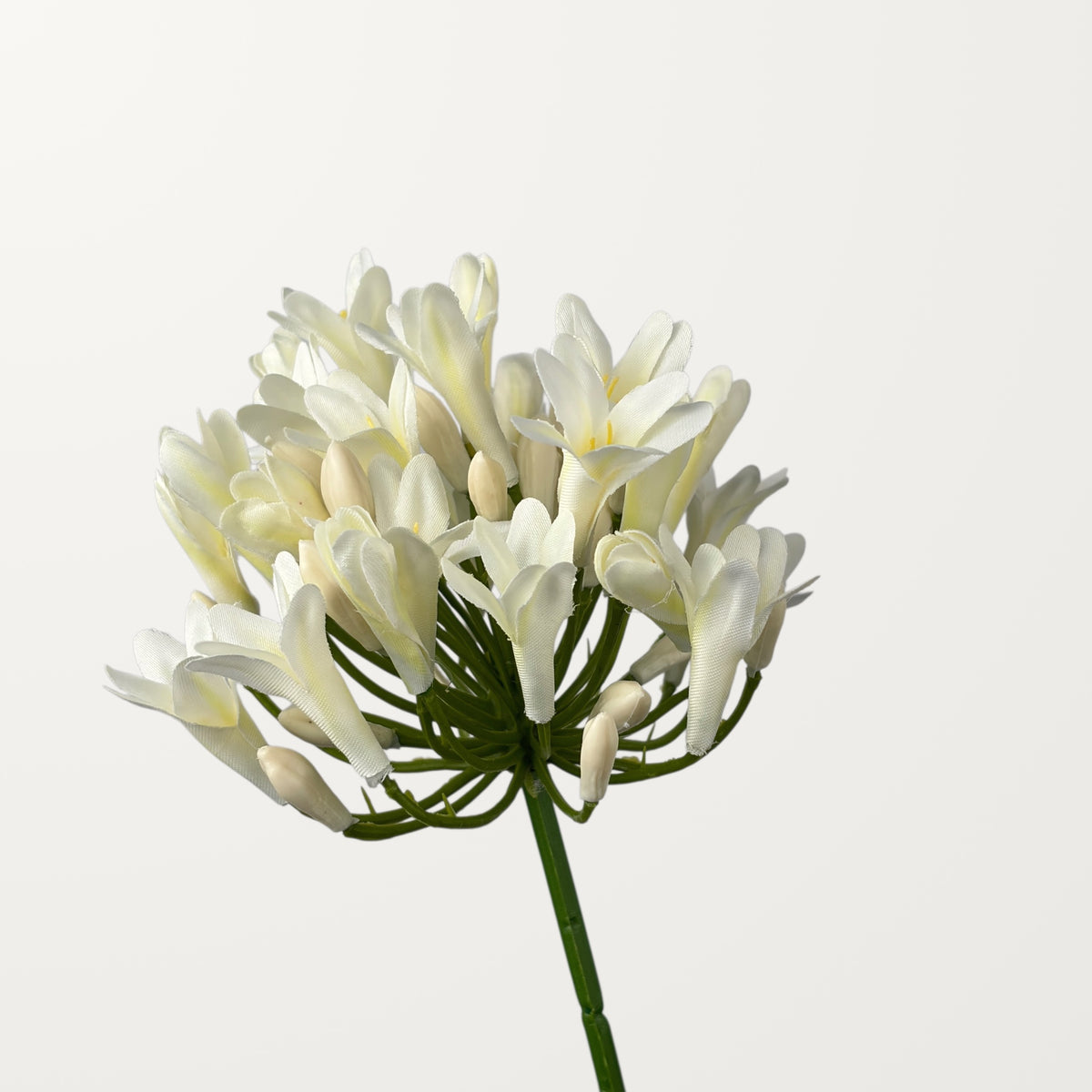Agapanthus – White