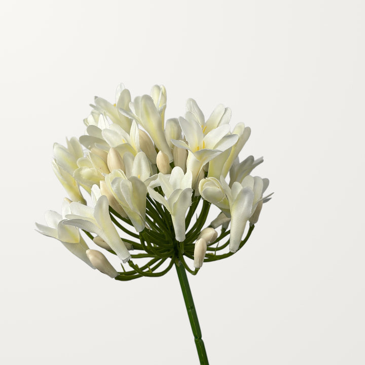 Agapanthus – White