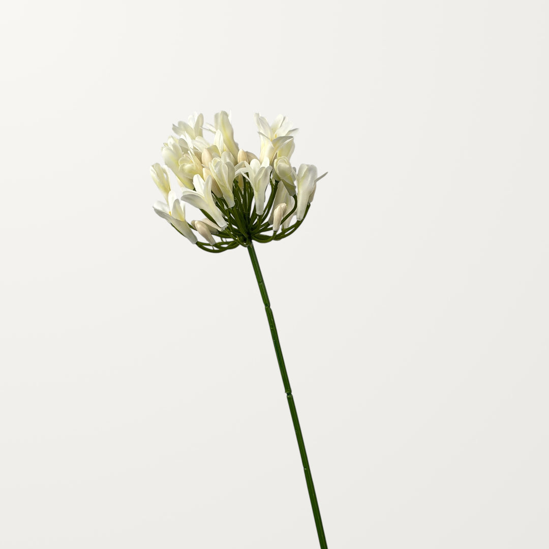 Agapanthus – White - view 3