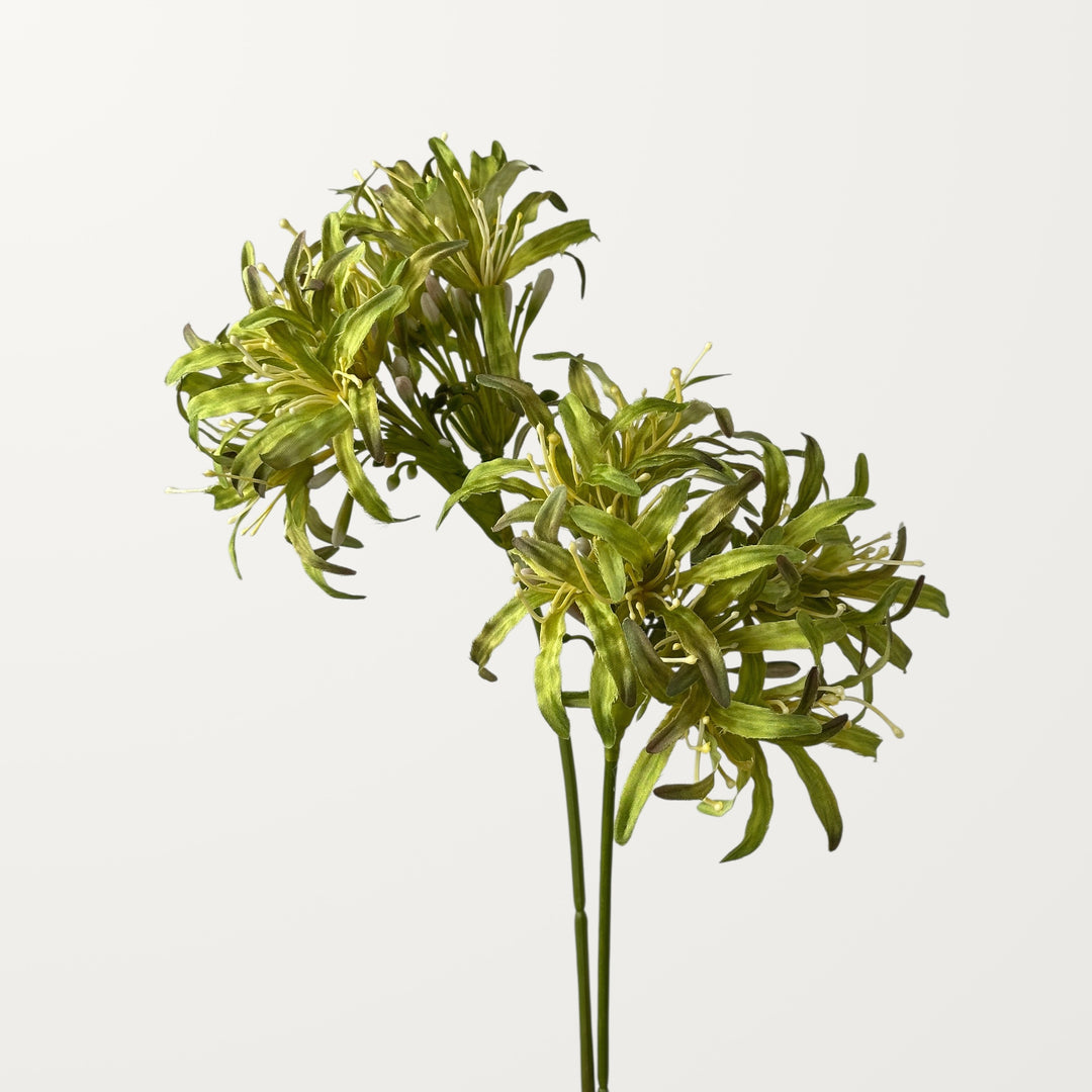 Starburst Agapanthus – Sage Green - view 2