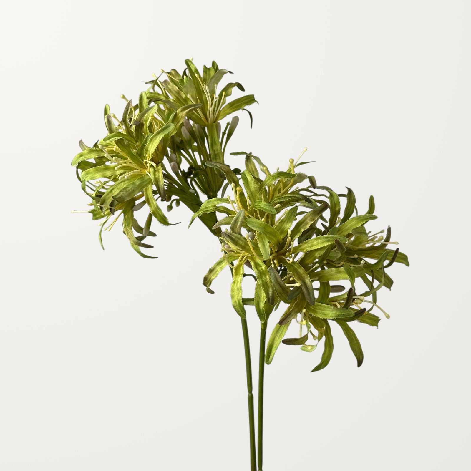 Starburst Agapanthus – Sage Green - view 2