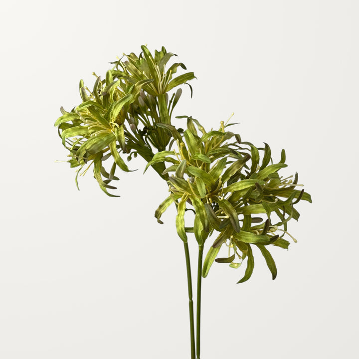 Starburst Agapanthus – Sage Green - view 2