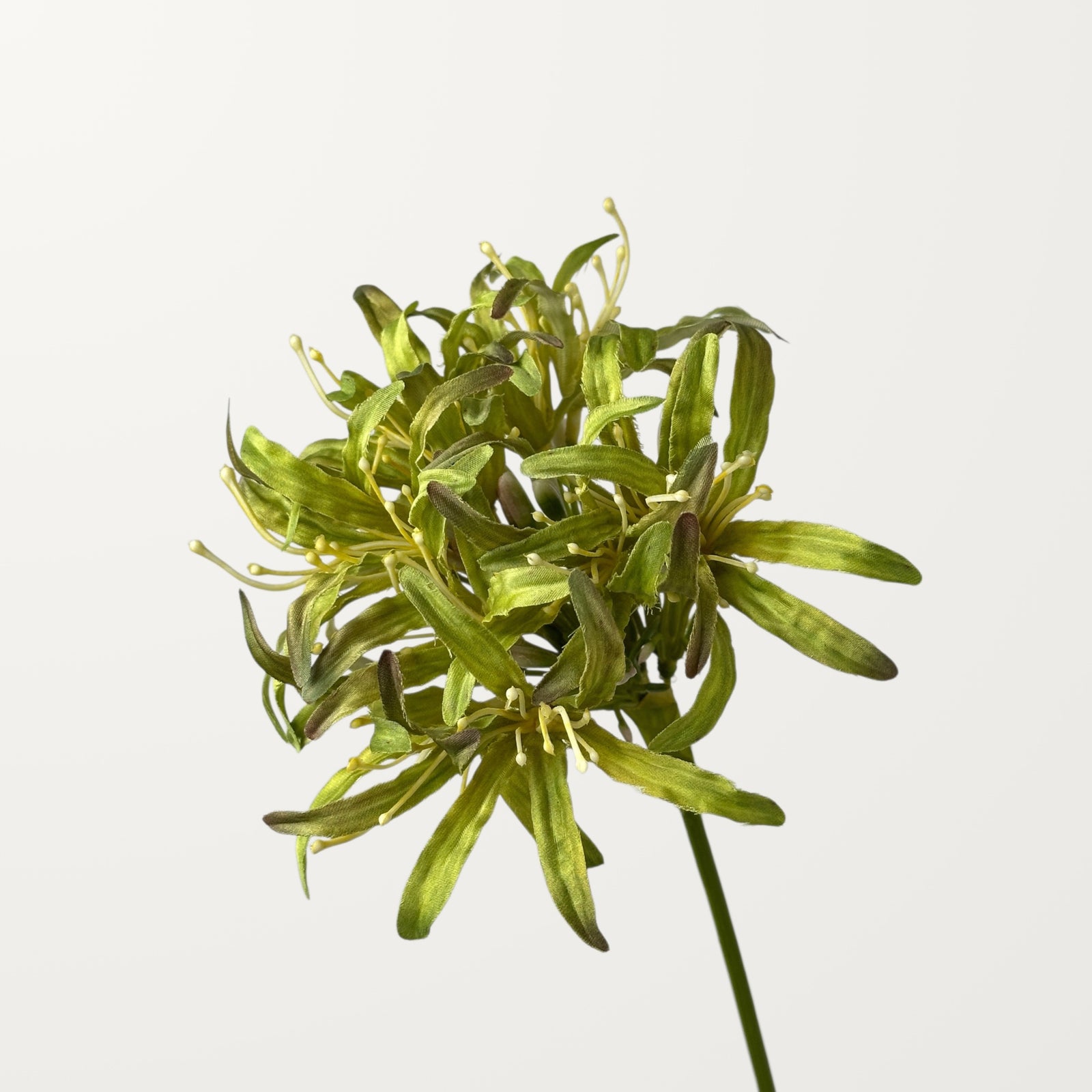 Starburst Agapanthus – Sage Green