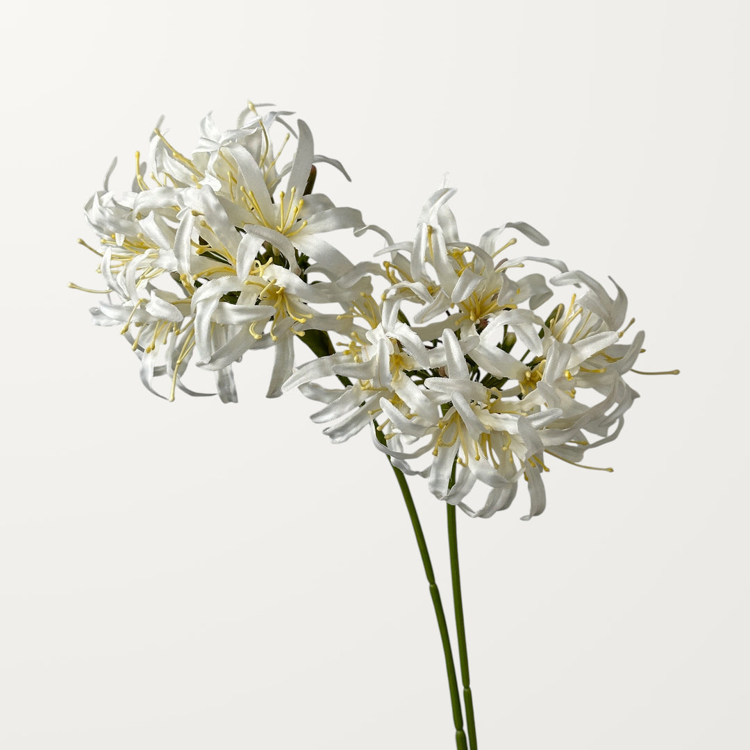 Starburst Agapanthus – White - view 2
