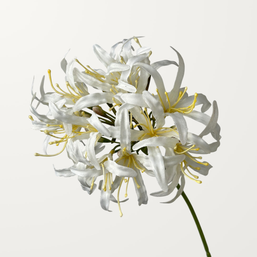 Starburst Agapanthus – White