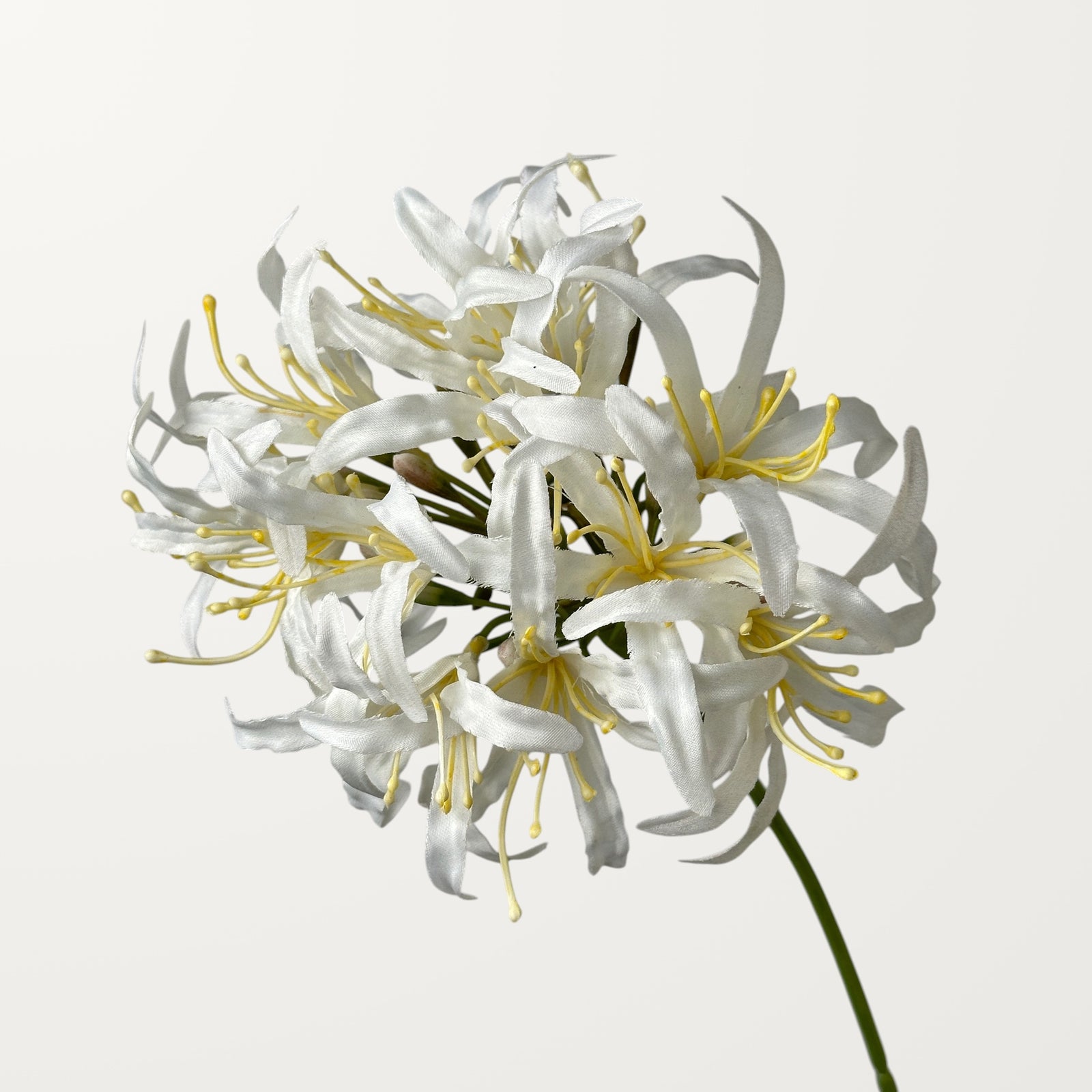 Starburst Agapanthus – White