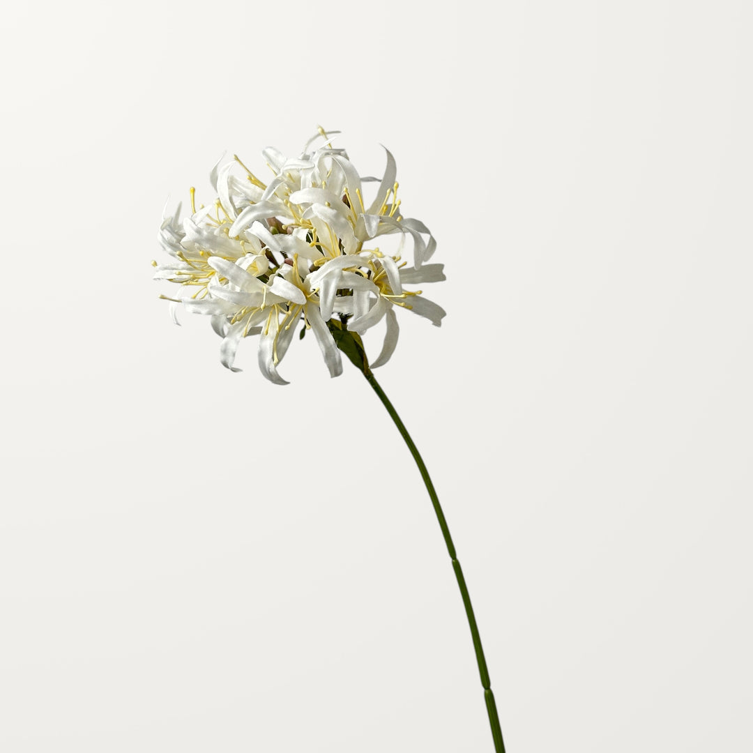 Starburst Agapanthus – White - view 3
