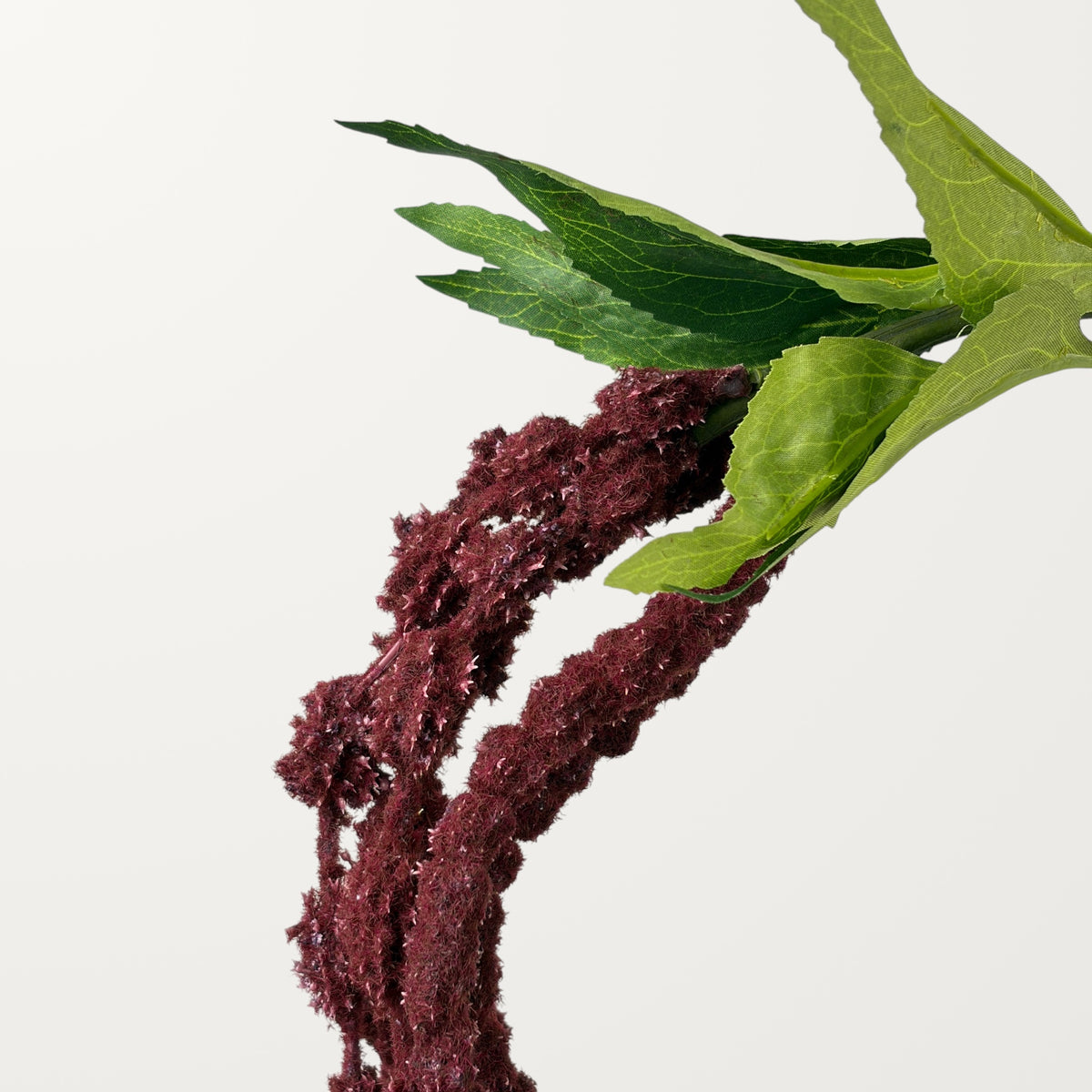 Amaranthus – Dark Burgundy - view 2
