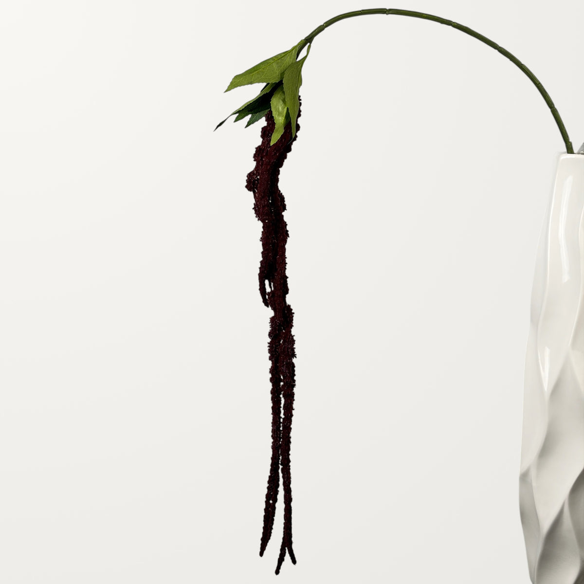 Amaranthus – Dark Burgundy