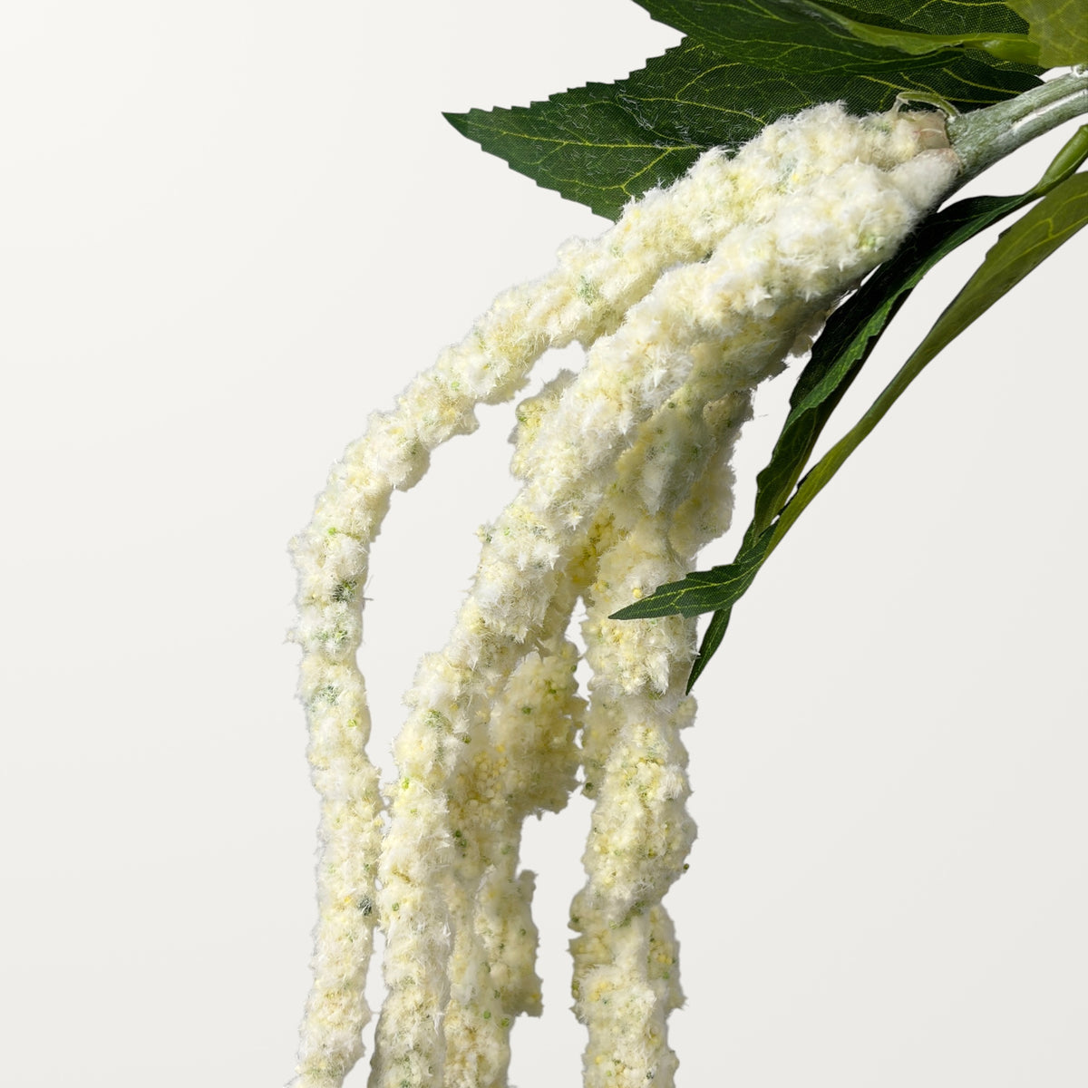 Amaranthus – White - view 2
