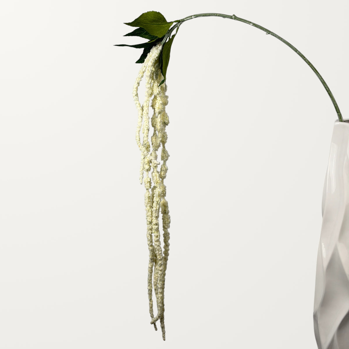 Amaranthus – White
