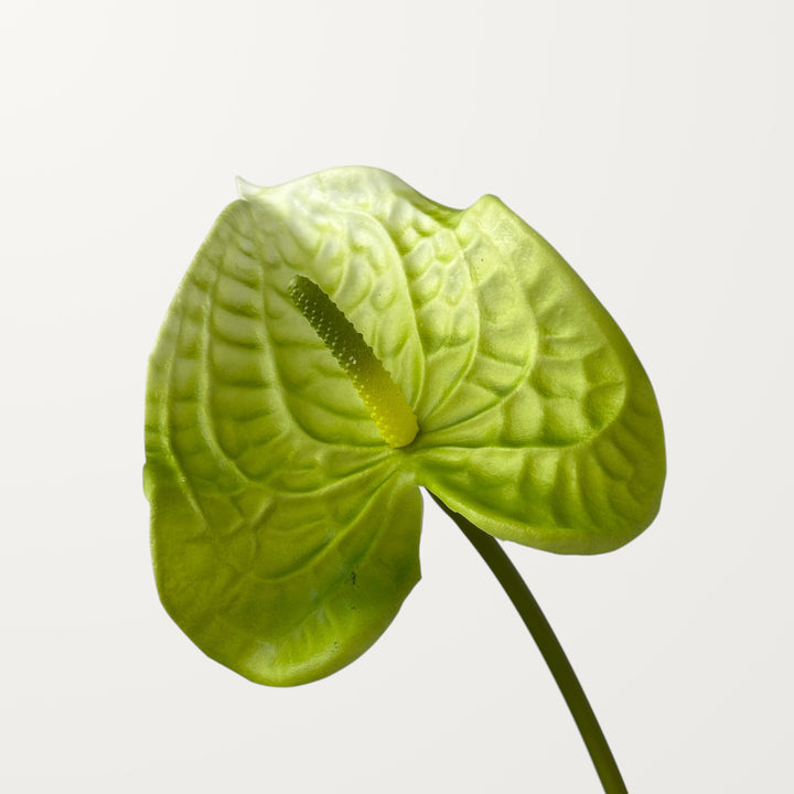 Wave Anthurium – Green (Real Touch)