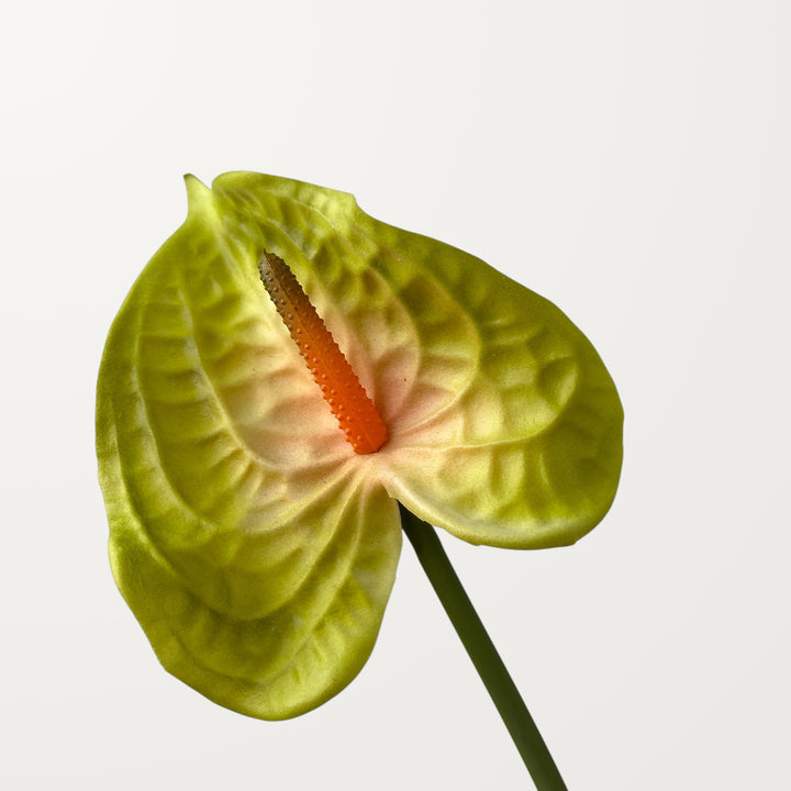 Wave Anthurium – Olive Blush (Real Touch)