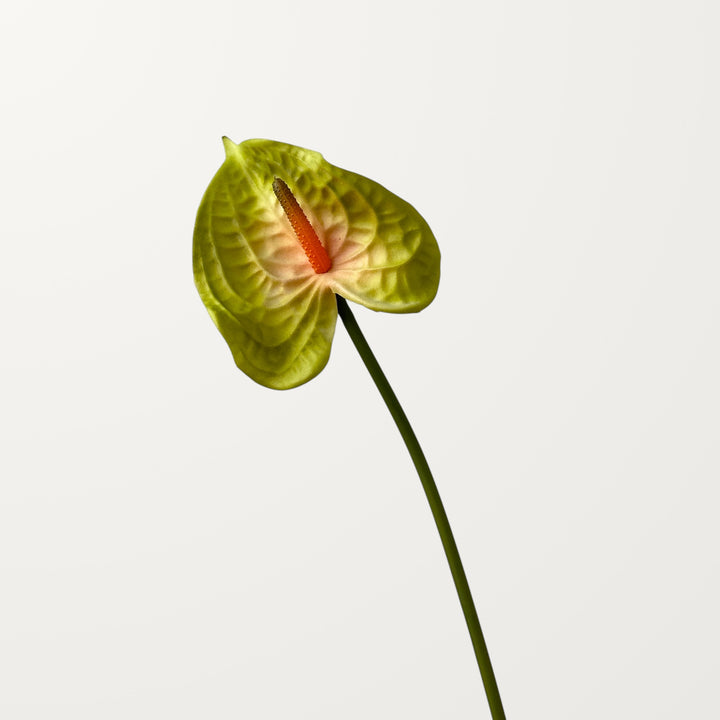 Wave Anthurium – Olive Blush (Real Touch) - view 3