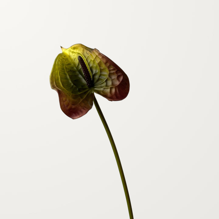 Wave Anthurium – Olive Red (Real Touch) - view 3