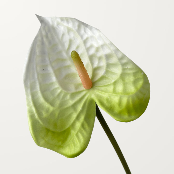 Wave Anthurium – White (Real Touch)