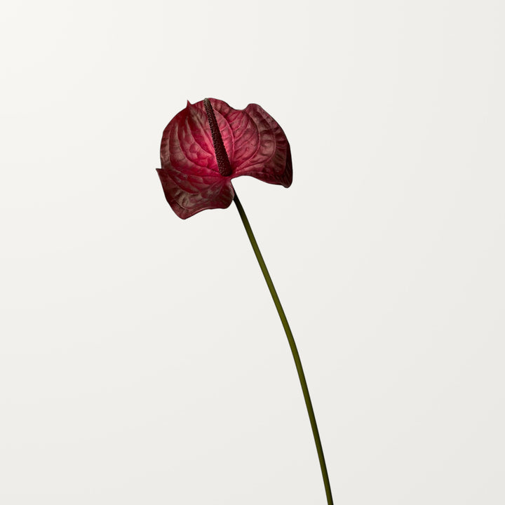 Wave Anthurium Large – Dusty Red (Real Touch) - view 3