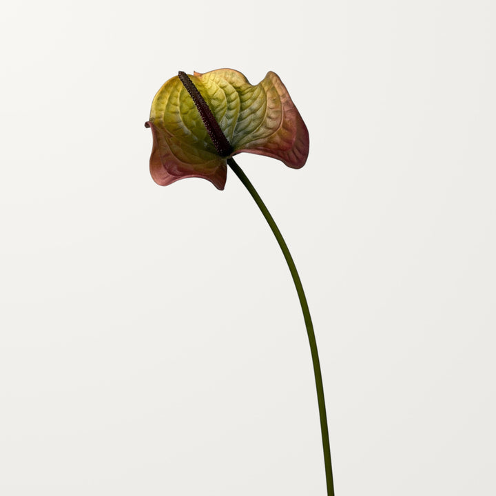 Wave Anthurium Large – Olive Red (Real Touch) - view 3