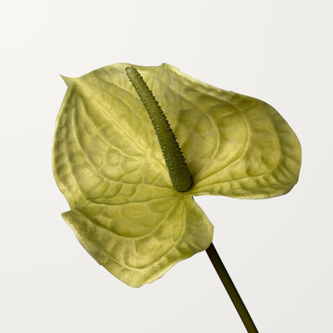 Wave Anthurium Large – Sage Green (Real Touch)