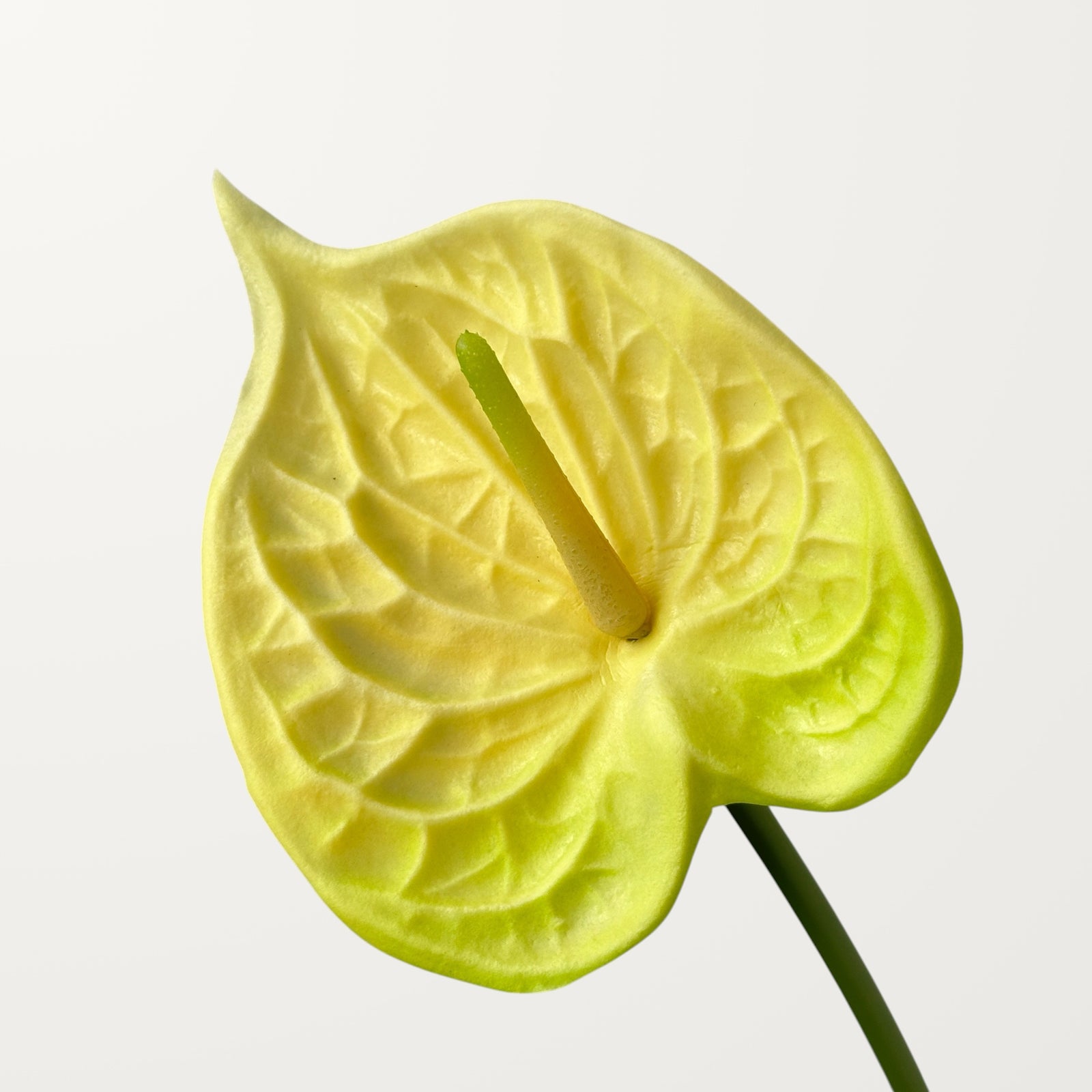 Bloom Anthurium – Butter Yellow (Real Touch)