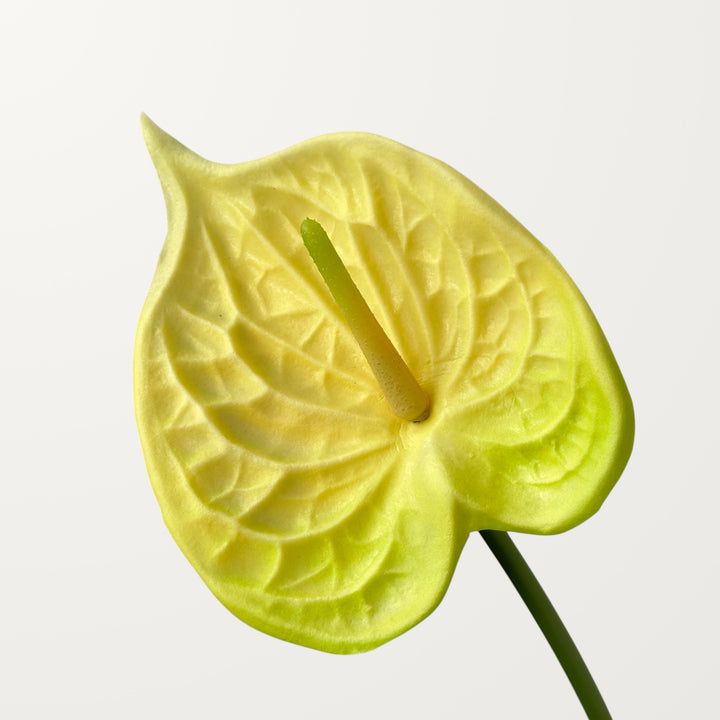 Bloom Anthurium – Butter Yellow (Real Touch)