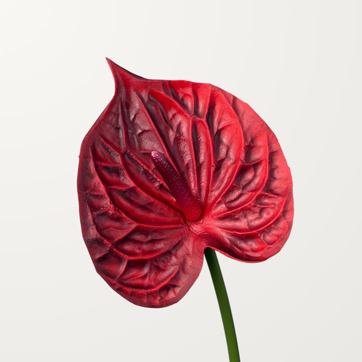 Bloom Anthurium – Dark Burgundy (Real Touch)