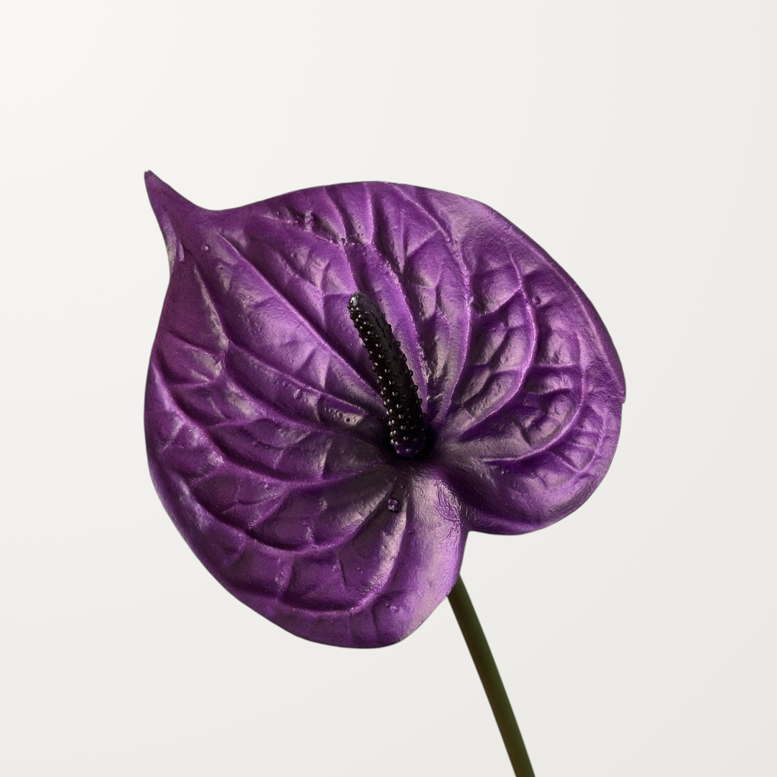 Bloom Anthurium – Deep Purple (Real Touch)