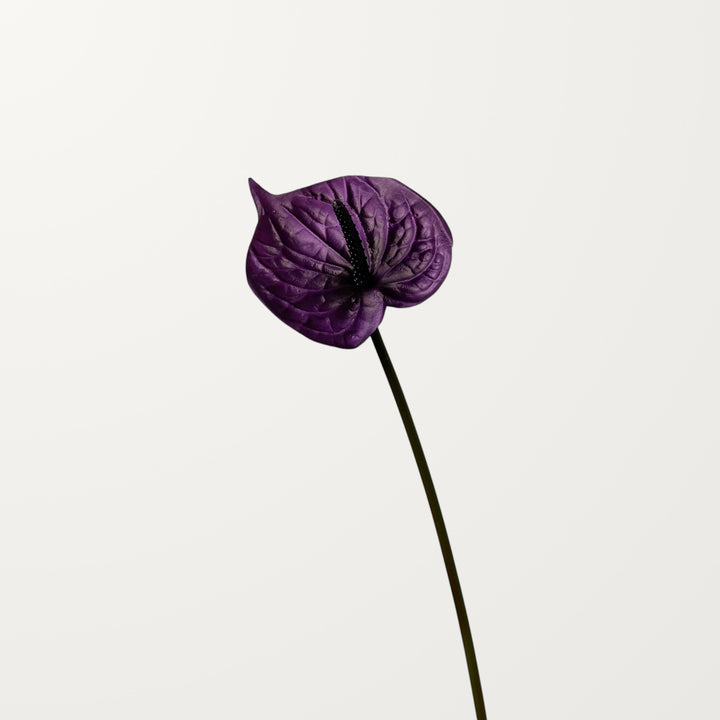 Bloom Anthurium – Deep Purple (Real Touch) - view 3