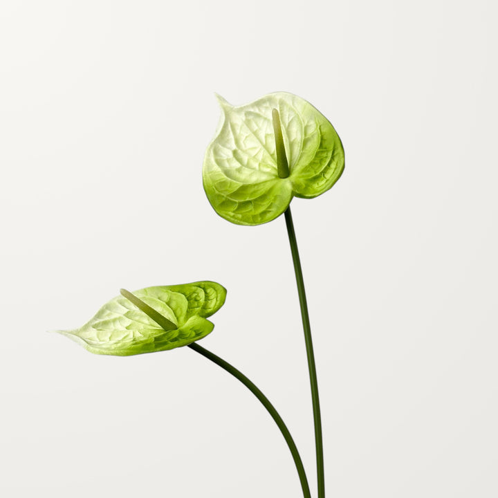 Bloom Anthurium – Emerald White (Real Touch) - view 2