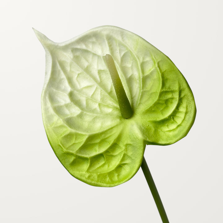 Bloom Anthurium – Emerald White (Real Touch)