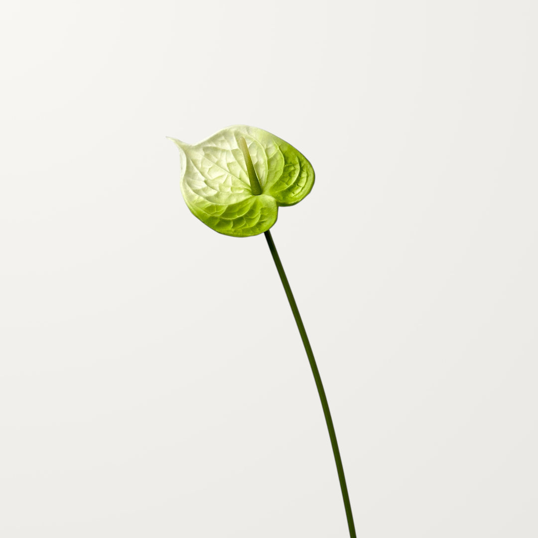Bloom Anthurium – Emerald White (Real Touch) - view 3