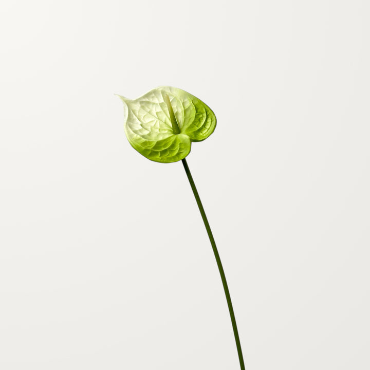 Bloom Anthurium – Emerald White (Real Touch) - view 3