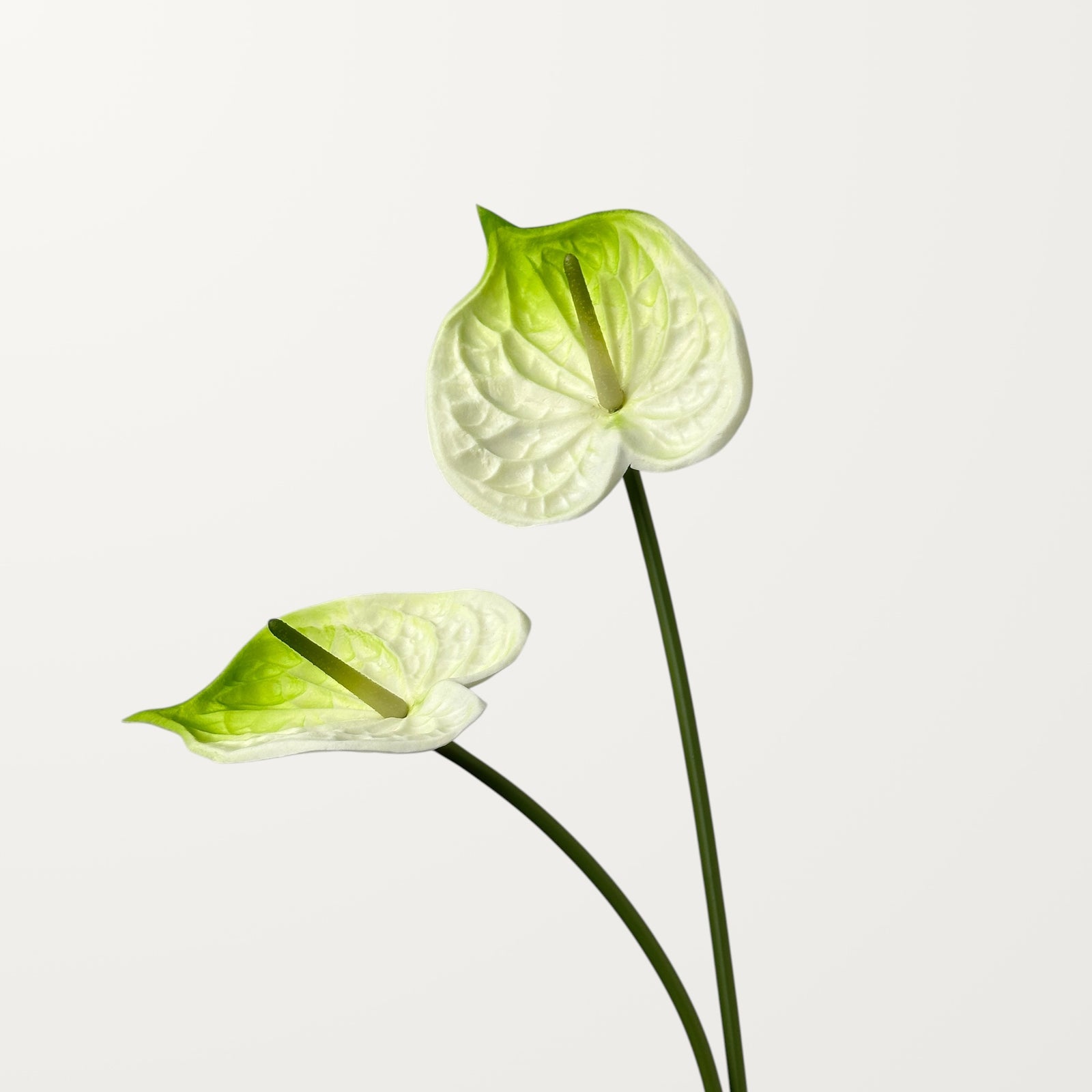 Bloom Anthurium – Ivory Green (Real Touch) - view 2