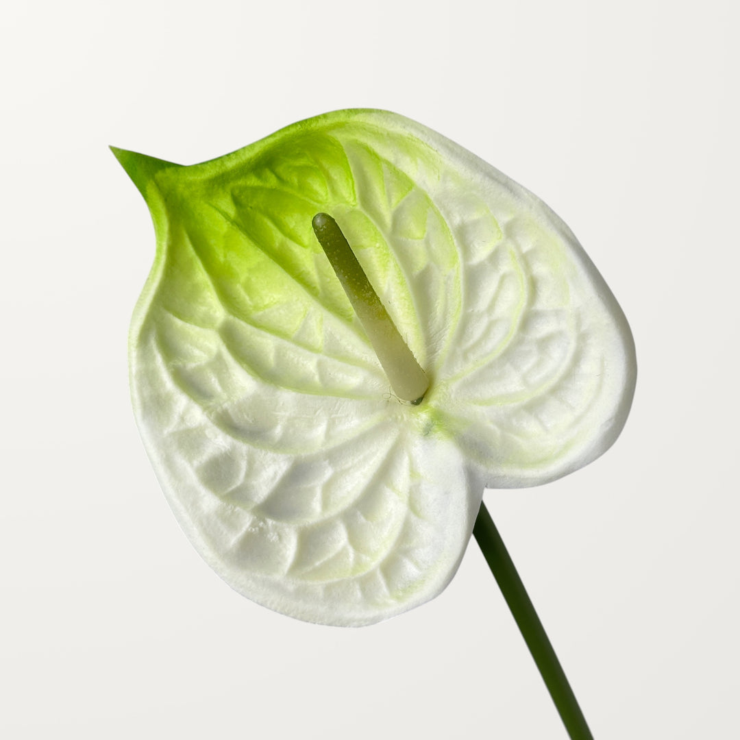 Bloom Anthurium – Ivory Green (Real Touch)
