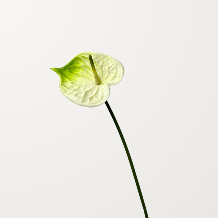 Bloom Anthurium – Ivory Green (Real Touch) - view 3