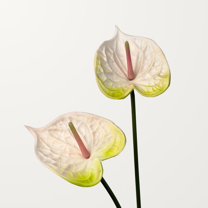 Bloom Anthurium – Ivory White (Real Touch) - view 2