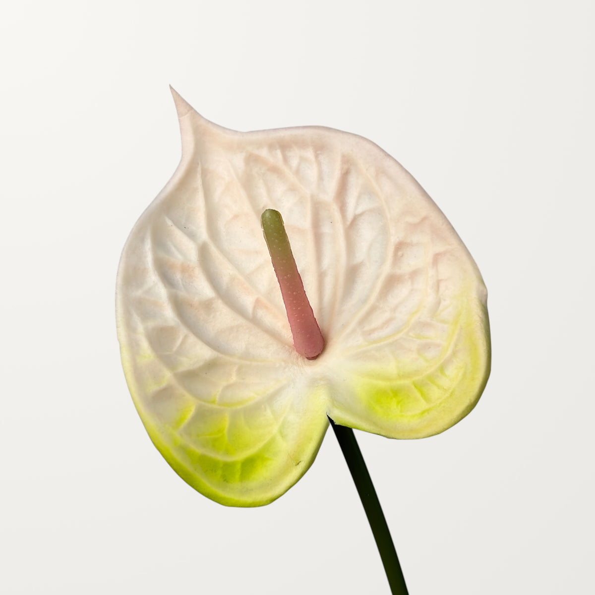 Bloom Anthurium – Ivory White (Real Touch)